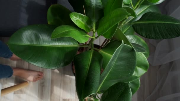 Top View Close Female Gardener Hands Wiping Dust Houseplant Leaves — Stockvideo