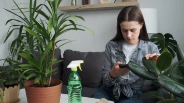 Young woman taking care plants at home, focused brunette girl sitting on cozy couch connecting online with smartphone and searching information. Gardening, housewife and housework chores concept