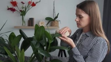 Close up of caring beautiful young brunette woman 20s old years cleaning fresh green leaves with wet tissue in cozy living room at home. People, gardening, housewife and housework chores concept