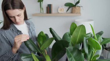 Close up of attractive young caucasian woman gardener carefully inspected and caring for green houseplant in living room at home. Gardening, housewife, housework and houseplants concept