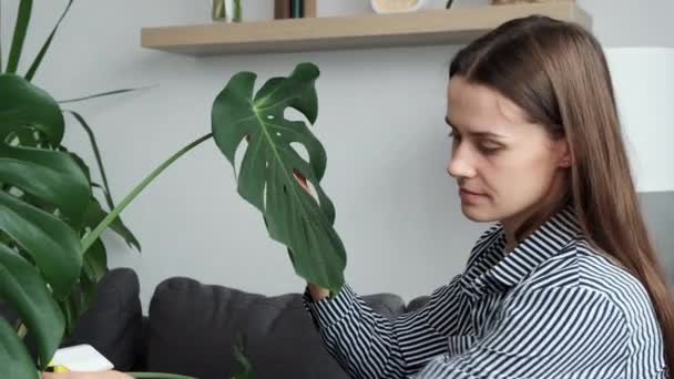 Caring Happy Young Woman Spraying Houseplant Water Sprayer Cleaning Big — Stok video