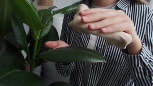 Close View Female Florist Wiping Dust Big Green Leaves Plant — Video