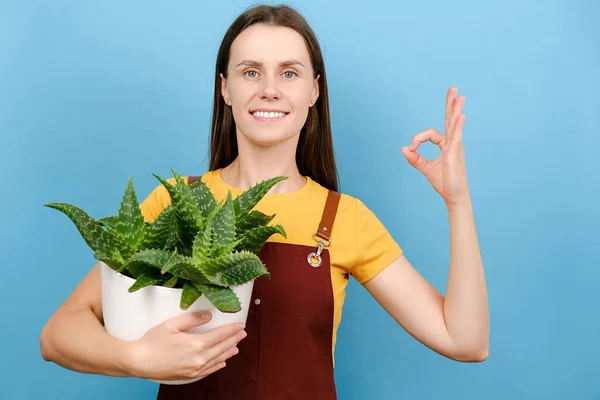 Happy young gardener woman holding pot green plant and showing ok gesture, smiling looking at camera, posing isolated over blue color background wall in studio. Care about house plants concept