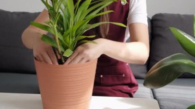 Houseplants concept. Close up of young housewife girl transplants indoor plants into new large plant pots sitting on couch near table at home, care for environment. Female hands who takes care plants