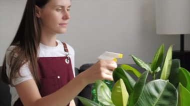 Close up of cute young woman sprinkles water from spray bottle on leaves of green plant. Plant care, gardening, spring concept. Beautiful calm female watering water sprayer small plant in living room