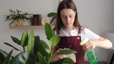 Cute young woman sprinkles water from spray bottle on leaves of green plant. Plant care, gardening, spring concept. Beautiful calm brunette female florist watering water sprayer and wipe dust plant