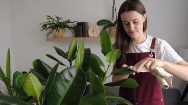 Focused young brunette female gardener wiping dust from houseplant leaves, taking care of plant Ficus Elastica Robusta standing in living room. Home gardening, housewife and housework chores concept