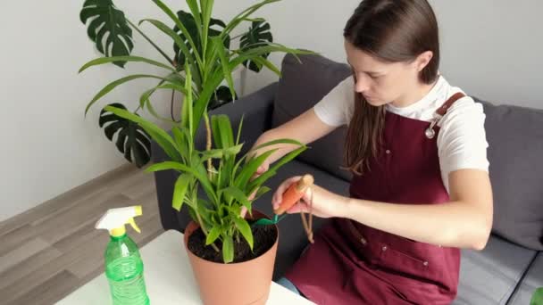 Beautiful Young Woman Sitting Cozy Couch Transplants Plant Large Pot — Wideo stockowe