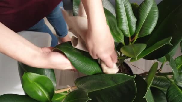 Close Top View Female Hands Cleans Indoor Plants Takes Care — Stok video