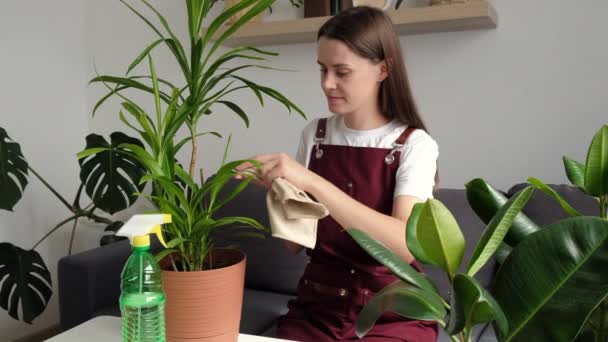 Attractive Young Brunette Female Sitting Cozy Sofa Cleaning Green Houseplant — Stock Video