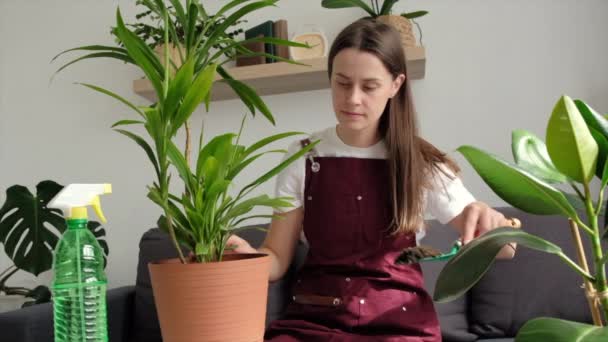 Calm Young Woman Transplants Plant Large Pot European Lady Caring — Vídeo de Stock