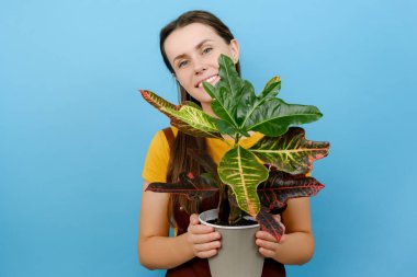 Komik mutlu kadın çiçekçi, stüdyodaki pastel mavisi arka plan duvarının üzerinde soyutlanmış poz veriyor. Elinde yeşil bitkiyle esrar tutan komik gülümseyen genç bir kadının portresi. Şirin kız çalışıyor, bahçe işleriyle uğraşıyor.