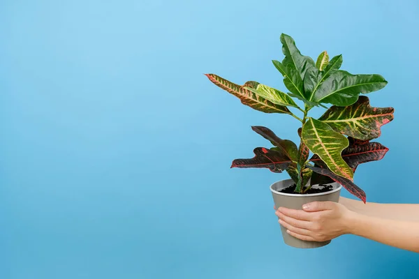 Female hands holding pot with green plants, posing isolated over pastel blue color background wall in studio with copy space for advertisement or promotion content. Small business and florist concept