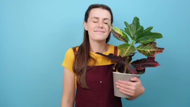 青いスタジオの背景に隔離されたポーズで 植木鉢に小さな赤いハートと緑の植物を保持魅力的な若い女性の花屋の肖像画 植物への愛 趣味の園芸 ホームビジネス — ストック動画