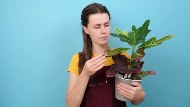 Ondervraagde Clueless Jonge Vrouw Holding Plant Verspreidt Palm Kan Niet — Stockvideo