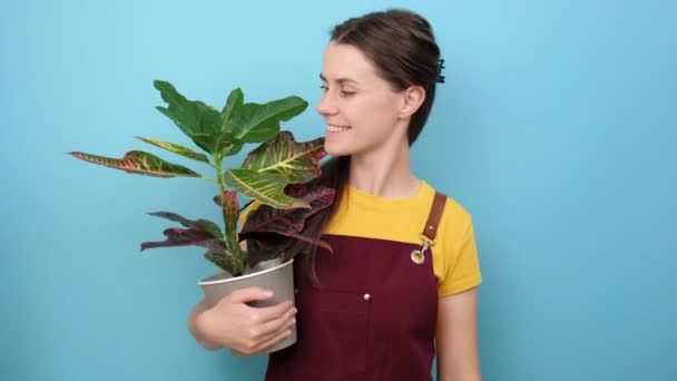 Porträt Einer Lächelnden Jungen Hausfrau Mit Roter Schürze Die Zimmerpflanze — Stockvideo