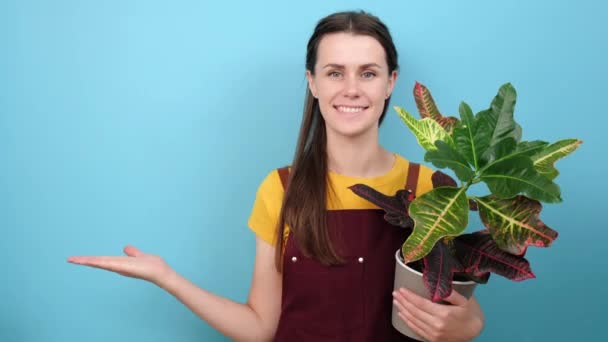 积极的女花匠把绿色的植物放在罐子里 高兴地看着相机 在工作室的蓝色背景上摆出孤立的姿势 在手掌上展示广告的复制空间 园艺概念 — 图库视频影像