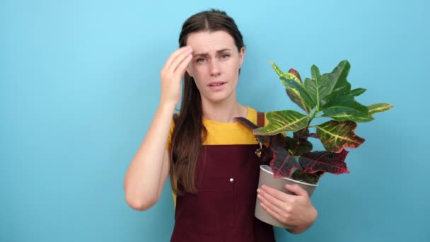 Portrait Doubtful Young Woman Florist Holds Potted Green Plant Raises — Stock Video