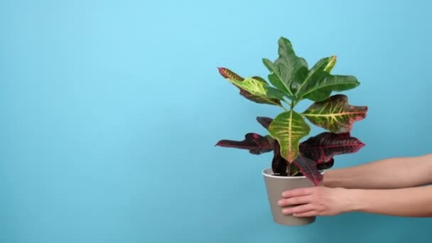 Gros Plan Des Mains Féminines Tenant Pot Avec Des Plantes — Video