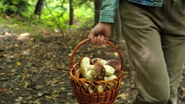 Sezon Zbierania Porcini Grzyby Rekreacji Ludzi Pojęcie Zbliżenie Młodej Kobiety — Wideo stockowe