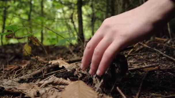 여성들의 돼지시 버섯을 있습니다 수집하는 머쉬룸이라는 개념입니다 아름답고 숲에서 수확하는 — 비디오