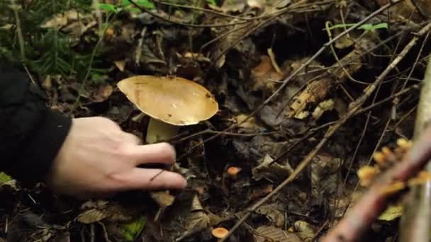 秋天森林里有成熟的大蘑菇 紧紧地握住拿着大香菇的蘑菇采摘器的雌性手 美味的配料 天然食物和业余爱好与自然概念 — 图库视频影像