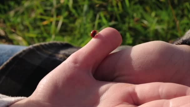 Close Van Moeder Dochter Handen Houdt Kleine Lieveheersbeestje Vingers Ladybug — Stockvideo