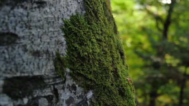 Närbild Kvinnliga Händer Försiktigt Röra Träd Bark Täckt Grön Frodig — Stockvideo
