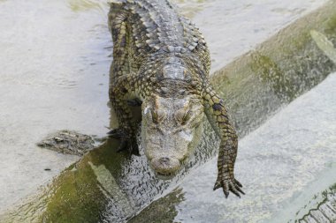anahtar kelimeler: hayvan, hayvan gözü, Gaga, kuş, siyah, mavi, tüy, altın, yeşil, papağan, tıraşlama, Evcil hayvanlar, pençe, beyaz tahta