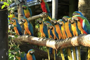 renkli Amerika papağanı