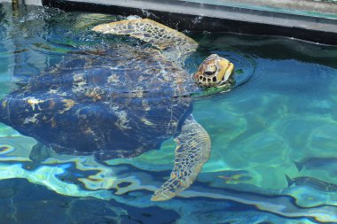 deniz kaplumbağası