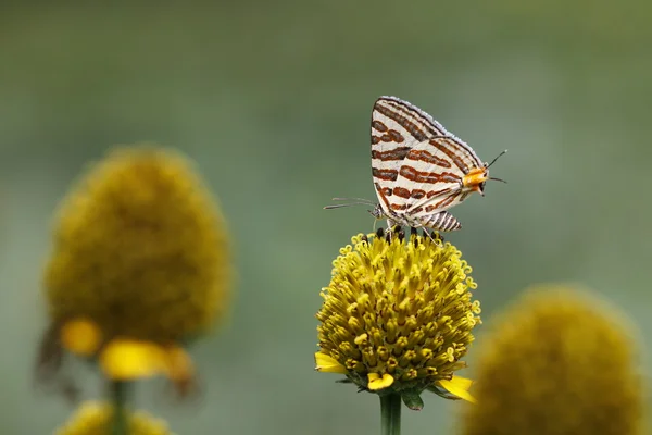 Papillon coloré — Photo