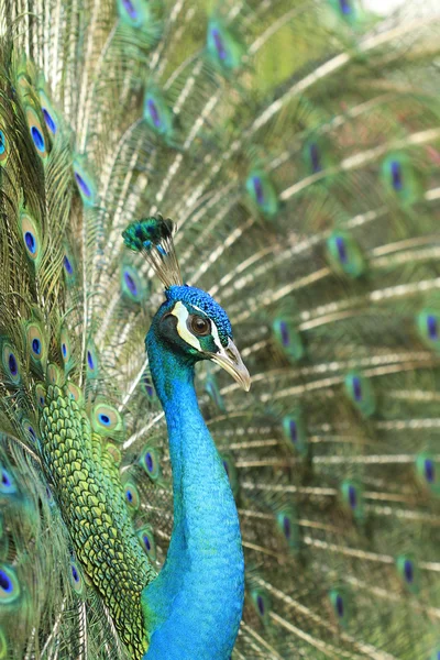 Porträtt av peacock — Stockfoto