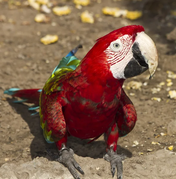 Guacamayo de cerca —  Fotos de Stock