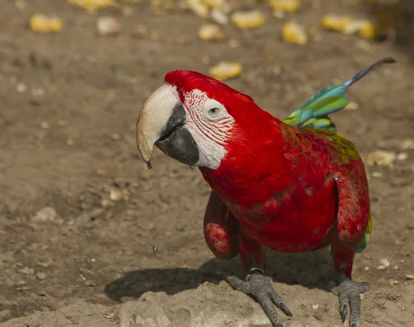 Loro - Guacamayo rojo —  Fotos de Stock