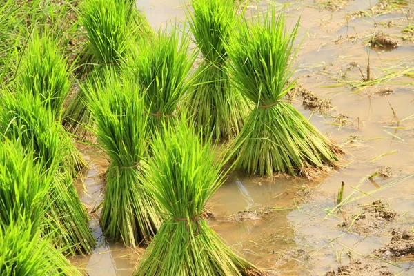 Fagotto di riso — Foto Stock