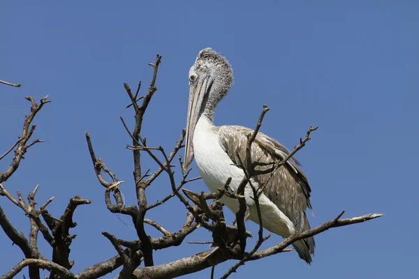 Close-up of pelican — Stock Photo, Image