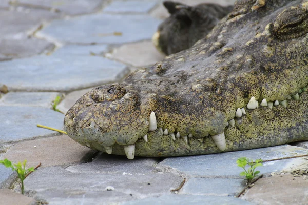 Krokodil — Stockfoto