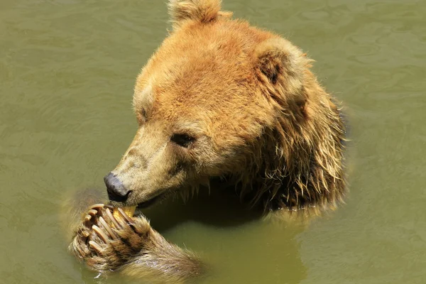 Oso marrón en el agua —  Fotos de Stock