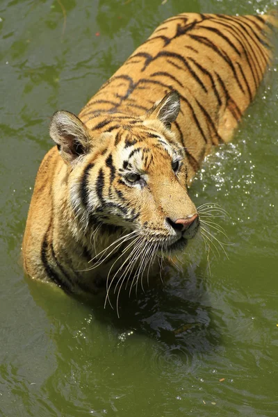 Close up of a siberian tiger — Stock Photo, Image