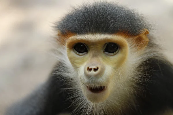 Douc langur małpa — Zdjęcie stockowe