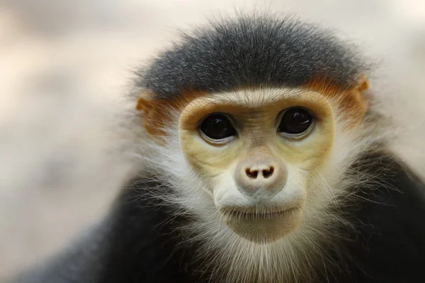 Douc langur małpa — Zdjęcie stockowe