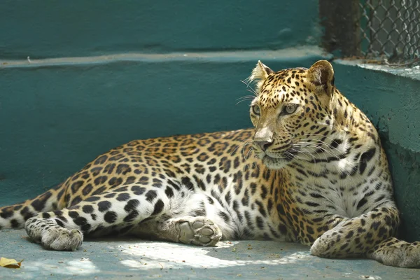 Leopardo — Foto Stock