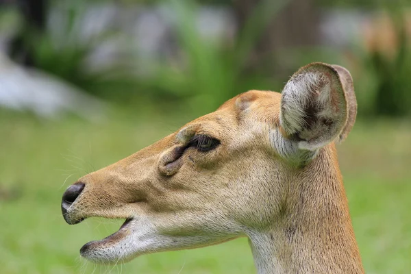 若い鹿 — ストック写真