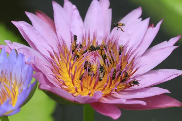 Las abejas absorben el polen del Loto —  Fotos de Stock