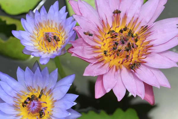 Bina absorbera pollen av lotus — Stockfoto