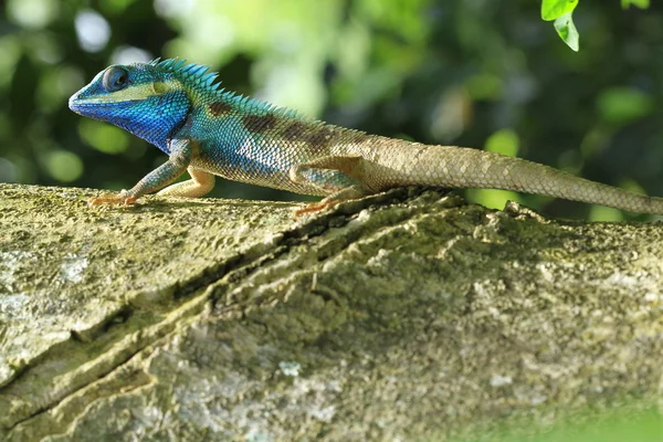 Dragon Lizard — Stock Photo, Image