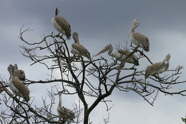 Gros plan sur les pélicans — Photo