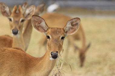 güneşli bir günde Karaca
