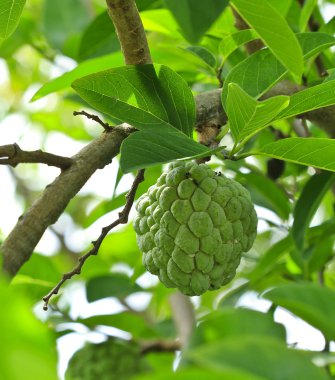 şeker elma veya elma muhallebi